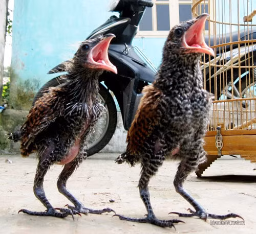 Bắt được đôi chim lạ mỗi ngày ăn 1kg thịt lợn, Tin tức trong ngày, chim la, doi chim, chim, dieu hau, hoa binh, to chim, bao, tin tuc, tin hot, tin hay