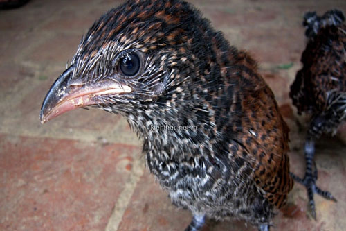 Bắt được đôi chim lạ mỗi ngày ăn 1kg thịt lợn ảnh 1 Bắt được đôi chim lạ mỗi ngày ăn 1kg thịt lợn, Tin tức trong ngày, chim la, doi chim, chim, dieu hau, hoa binh, to chim, bao, tin tuc, tin hot, tin hay