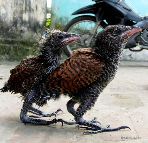 Bắt được đôi chim lạ mỗi ngày ăn 1kg thịt lợn ảnh 6 Bắt được đôi chim lạ mỗi ngày ăn 1kg thịt lợn, Tin tức trong ngày, chim la, doi chim, chim, dieu hau, hoa binh, to chim, bao, tin tuc, tin hot, tin hay