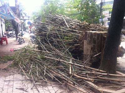 Sau hơn nửa thế kỷ tồn tại, bụi tre già bật tung gốc bởi cơn giông lớn chiều 14/6.