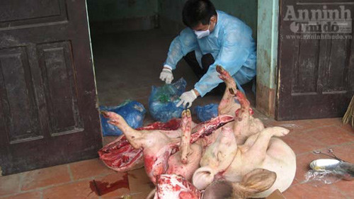 “Hô biến” lợn tai xanh chết thành ruốc ảnh 3 “Hô biến” lợn tai xanh chết thành ruốc, Tin tức trong ngày, lon chet, lon chet dich, dich tai xanh, ruoc, lon tai xanh, bao, tin tuc, tin hot, tin hay