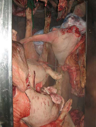 “Hô biến” lợn tai xanh chết thành ruốc ảnh 5 “Hô biến” lợn tai xanh chết thành ruốc, Tin tức trong ngày, lon chet, lon chet dich, dich tai xanh, ruoc, lon tai xanh, bao, tin tuc, tin hot, tin hay