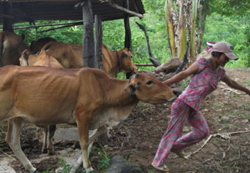 Giải cứu cô gái bị cha cưỡng hiếp, bắt làm “người rừng” ảnh 1