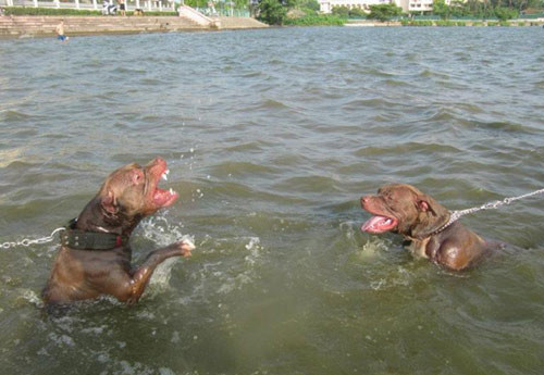 Thực hư chuyện nuôi “chó điên”, Tin tức trong ngày, pitbull, cho canh, cho choi, choi cho, thu choi, hung than, dai gia, bao, tin tuc, tin hot, tin hay