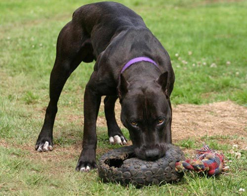 Thực hư chuyện nuôi “chó điên”, Tin tức trong ngày, pitbull, cho canh, cho choi, choi cho, thu choi, hung than, dai gia, bao, tin tuc, tin hot, tin hay
