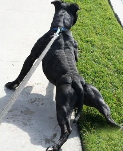 Thực hư chuyện nuôi “chó điên”, Tin tức trong ngày, pitbull, cho canh, cho choi, choi cho, thu choi, hung than, dai gia, bao, tin tuc, tin hot, tin hay