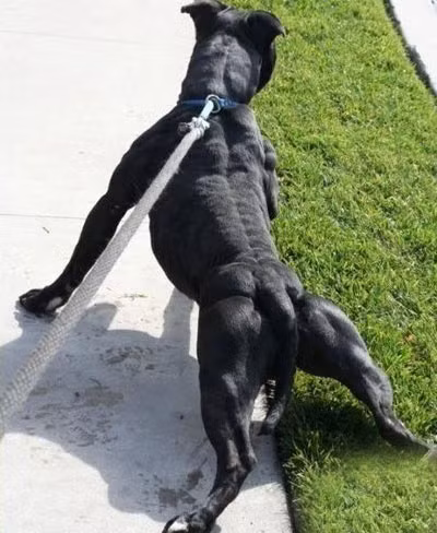 Thực hư chuyện nuôi “chó điên”, Tin tức trong ngày, pitbull, cho canh, cho choi, choi cho, thu choi, hung than, dai gia, bao, tin tuc, tin hot, tin hay