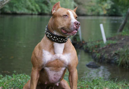 Thực hư chuyện nuôi “chó điên”, Tin tức trong ngày, pitbull, cho canh, cho choi, choi cho, thu choi, hung than, dai gia, bao, tin tuc, tin hot, tin hay