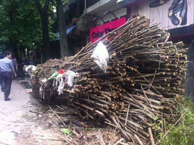 Sau hơn nửa thế kỷ tồn tại, bụi tre già bật tung gốc bởi cơn giông lớn chiều 14/6.