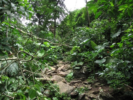 Chiêu hợp thức hóa gỗ lậu của "ông trùm", Tin tức trong ngày, go nghien, pha rung, thot nghien, go sua, go lim, ha nghien, lam tac, vuon quoc gia ba be, go quy, bao, tin tuc, tin hot, tin hay