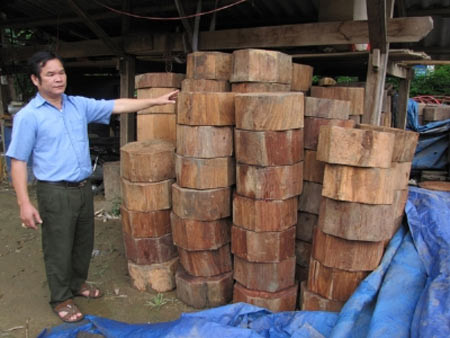 Chiêu hợp thức hóa gỗ lậu của "ông trùm", Tin tức trong ngày, go nghien, pha rung, thot nghien, go sua, go lim, ha nghien, lam tac, vuon quoc gia ba be, go quy, bao, tin tuc, tin hot, tin hay