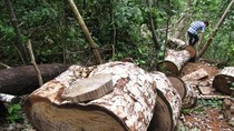 Xem lâm tặc hạ nghiến ở vườn QG Ba Bể, Tin tức trong ngày, pha rung, ha nghien, lam tac, vuon quoc gia ba be, go quy, bao, tin tuc, tin hot, tin hay