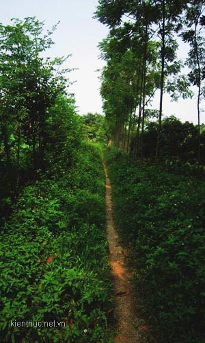 Lối nhỏ dẫn vào "ngôi nhà ma"