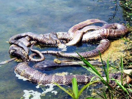 Đền Cây Chay và rắn hổ chết trước đền