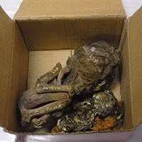 Anh Đông cho rằng thông tin hàng chục thai nhi bị sấy khô là không chính xác (Ảnh minh họa)