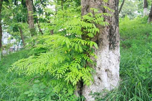 Vờ ôm nhau dưới gốc cây để cưa trộm sưa, Tin tức trong ngày, trom sua, sua tac, go sua, cay sua, trong sua, sua co thu, go quy, sua do, go hue, cay thuoc, bao ve sua, bao, tin hay, tin hot, tin tuc