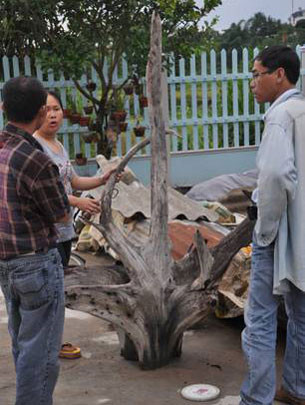 Bỗng dưng thành... tỉ phú ảnh 2 Bỗng dưng thành... tỉ phú, Tin tức trong ngày, go sua, go sua nghin ti, xam sua, do co, thanh dia go sua, quang binh, phong nha ke bang, go quy, bao, tin tuc, tin hot, tin hay