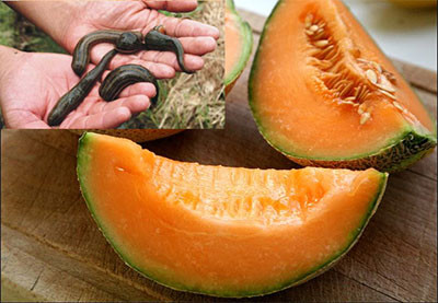 Liên tiếp xuất hiện các tin đồn đỉa có trong sữa, bim bim, rau quả... Ảnh Internet. Liên tiếp xuất hiện các tin đồn đỉa có trong sữa, bim bim, rau quả... Ảnh Internet.