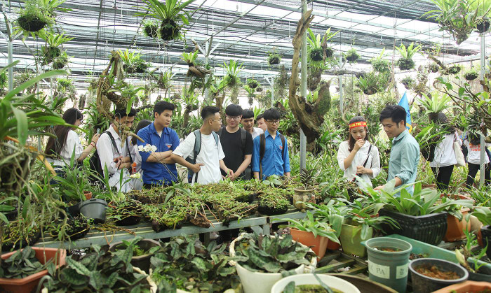 Những giống lan quý hiếm được ươm trồng trong nhà kính của trường. Ảnh: NTCC. 66194878_2242054762516680_3718935598044545024_n.jpg