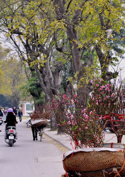 Đào được bày bán cùng các loại hoa trên phố báo hiệu một năm mới đang đến rât gần Đào được bày bán cùng các loại hoa trên phố báo hiệu một năm mới đang đến rât gần