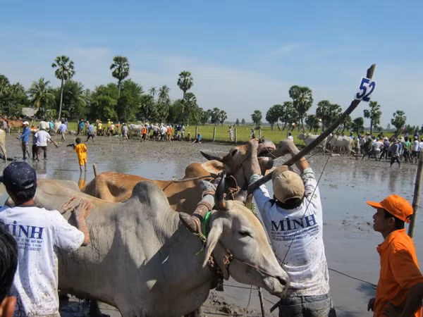 Chăm sóc bò trước khi ra sân đấu