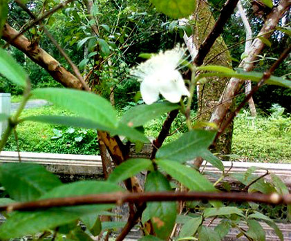 Cây ổi "cười" vẫn ra hoa, đậu quả như thường. Quái dị chuyện cây lim khổng lồ 600 tuổi... tự tử!