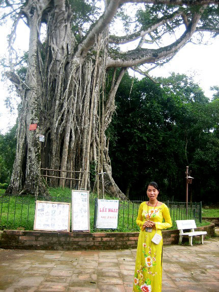 Cô hướng dẫn viên du lịch tên Lan giới thiệu về cây đa và cây thị chung gốc. Quái dị chuyện cây lim khổng lồ 600 tuổi... tự tử!
