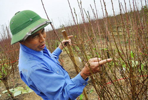 Một gia đình khá thành công với việc giữ cho đào nở kịp vụ Tết Một gia đình khá thành công với việc giữ cho đào nở kịp vụ Tết