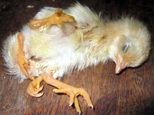 Chuyện lạ tại Quảng Nam: Gà có 4 chân ảnh 1 Chuyện lạ tại Quảng Nam: Gà có 4 chân ảnh 1