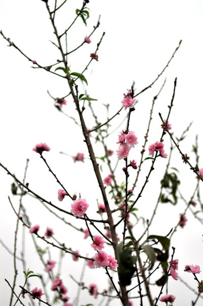 Một cành đào phai khoe sắc sớm Một cành đào phai khoe sắc sớm