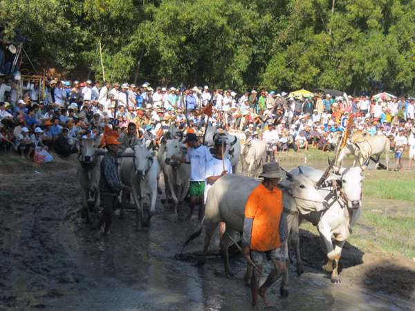Các đôi bò diễu hành quanh sân đấu trước khi vào trận.