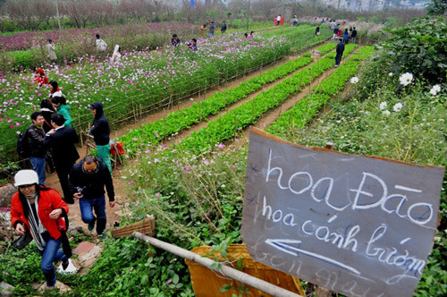 Kinh doanh bằng cách cho mọi người xuống vườn chụp hoa, đào Kinh doanh bằng cách cho mọi người xuống vườn chụp hoa, đào