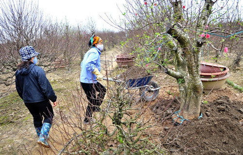 Tấp nập, hối hả chăm sóc cho những cây đào trị giá bạc triệu Tấp nập, hối hả chăm sóc cho những cây đào trị giá bạc triệu