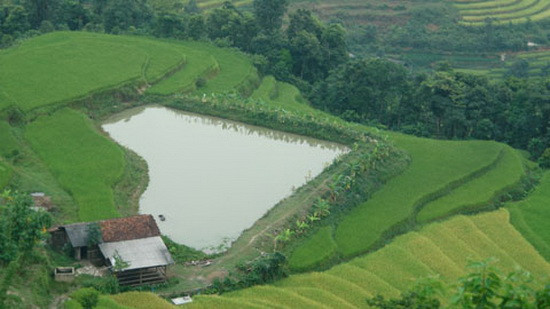 Thửa ruộng bậc thang hình trái tim có một không hai. Thửa ruộng bậc thang hình trái tim có một không hai.