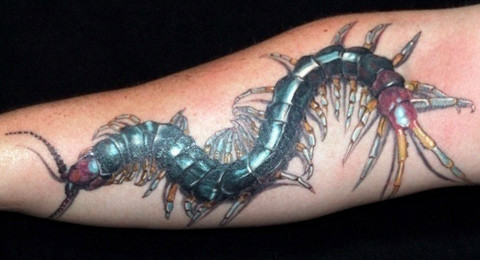 Mẫu hình xăm con rết mà Thương bị ép buộc xăm lên mặt. Ảnh: Nguyễn Hùng Mẫu hình xăm con rết mà Thương bị ép buộc xăm lên mặt. Ảnh: Nguyễn Hùng