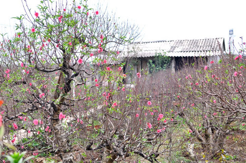 “Làng” đào trên phố Nhật Tân “Làng” đào trên phố Nhật Tân