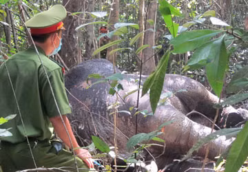 Voi duy nhất ở rừng Tân Phú bị giết để lấy ngà ảnh 2