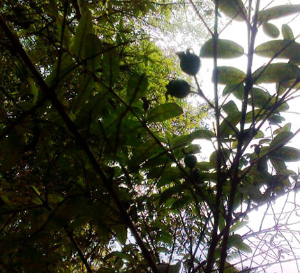 Mỗi khi ổi chín, bà Nghĩa lại hái để thắp hương trên ban thờ vua Lê. Quái dị chuyện cây lim khổng lồ 600 tuổi... tự tử!