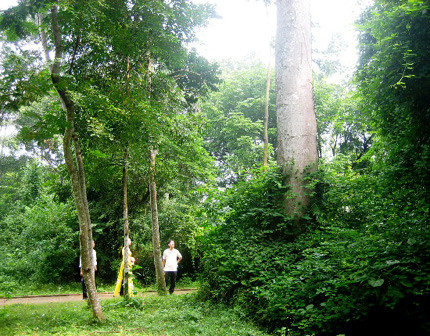 Dù cây sui rất cao lớn, nhưng hàng trăm năm nay sét chỉ đánh vào những cây nhỏ xung quanh. Quái dị chuyện cây lim khổng lồ 600 tuổi... tự tử!