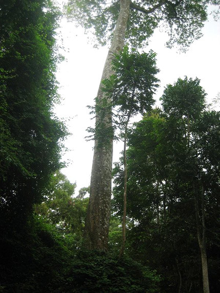 Cây sui khổng lồ trong Khu Di tích Lam Kinh. Quái dị chuyện cây lim khổng lồ 600 tuổi... tự tử!