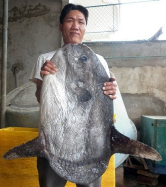 Cá quý hiếm liên tiếp mắc lưới ngư dân ảnh 5 Cá quý hiếm liên tiếp mắc lưới ngư dân, Tin tức trong ngày, ca ho, ca rong, ca quy hiem, ca mat trang, ca khung, ngu dan, ca la, bao, tin tuc, tin hot, tin hay