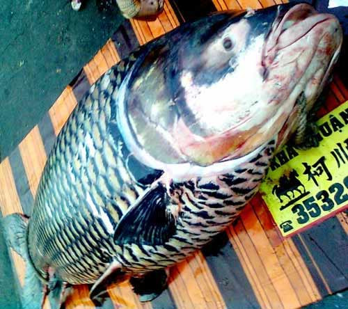 Cá quý hiếm liên tiếp mắc lưới ngư dân ảnh 2 Cá quý hiếm liên tiếp mắc lưới ngư dân, Tin tức trong ngày, ca ho, ca rong, ca quy hiem, ca mat trang, ca khung, ngu dan, ca la, bao, tin tuc, tin hot, tin hay