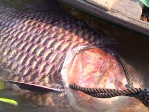 Cá quý hiếm liên tiếp mắc lưới ngư dân ảnh 3 Cá quý hiếm liên tiếp mắc lưới ngư dân, Tin tức trong ngày, ca ho, ca rong, ca quy hiem, ca mat trang, ca khung, ngu dan, ca la, bao, tin tuc, tin hot, tin hay