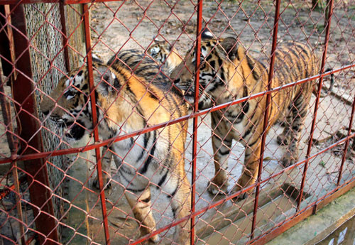  Sống cạnh... đàn cọp tại Thanh Hóa ảnh 1