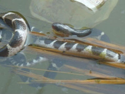 Thần thánh hoá vụ rắn nổi tại nơi hai bé chết đuối ảnh 1