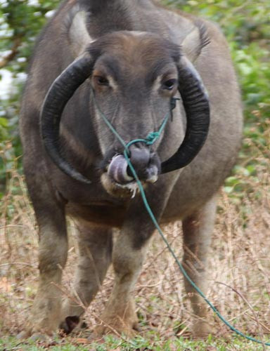 Đổ xô xem trâu có sừng mọc ngược, Tin tức trong ngày, trau moc sung nguoc, trau moc nguoc sung, trau la, sung trau, chuyen la, dong vat quy hiem, chuyen hay, tin hay, tin hot, tin tuc