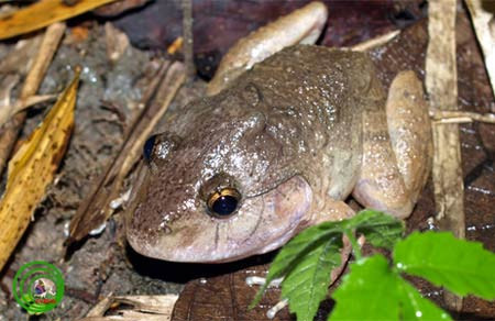 Địa bàn phân bố chủ yếu của ếch gáy dô là Tây Nguyên và một số địa điểm ở miền Nam Việt Nam. Ngoài ra, một số cá thể của loài này được phát hiện tại Campuchia vào năm 1941. Ảnh: Bluesolid Nhìn chung, loài ếch cổ đại này khá hiếm gặp và hiện trạng quần thể của chúng trong tự nhiên chưa được nghiên cứu đầy đủ. Ảnh: Phùng Mỹ Trung