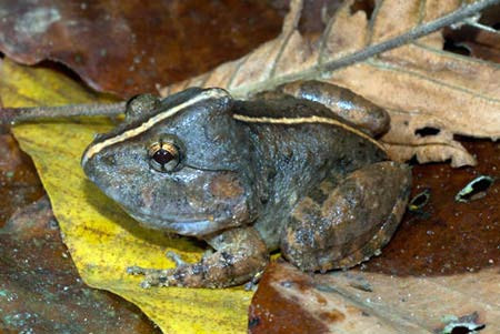 Chúng sống tại các vũng lầy hoặc ven các suối trong rừng trên núi đất thấp nằm ở độ cao 150-700m so với mực nước biển, nơi có những tảng đá mẹ nằm rải rác. Ảnh: Rowley.