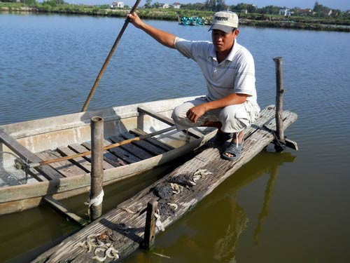 Đổ thuốc trừ sâu xuống hồ tôm lúc nửa đêm, Tin tức trong ngày, tom chet trang, dau doc, thuoc tru sau, ngam thuoc tru sau, tom the chan trang, nuoi tom, ho tom, dia tom, bao, tin tuc, tin hot, tin hay