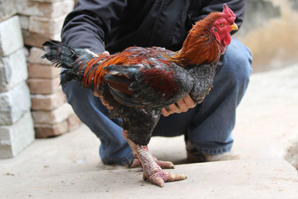 Kỷ lục: Đôi gà giá 70 triệu đồng ảnh 1 Kỷ lục: Đôi gà giá 70 triệu đồng, Tin tức trong ngày, ga dong tao, doi ga dong tao gia 10 trieu, ga, ga trong, ga mai, bao, tin tuc, tin hot, tin hay